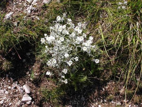 Cerastium tomentosum